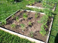 tn_raised bed #2.JPG
