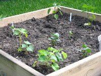 tn_raised bed #3 (2).JPG