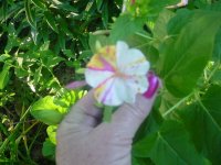Mom's flowers 09 013.JPG