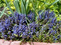 Choc chip ajuga.jpg