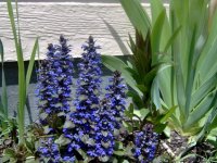 Bronze Beauty ajuga.jpg