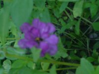 Mom's flowers 09 018.JPG