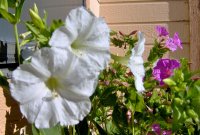 8-26-08 017.jpg