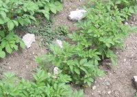 2009 004aaaa.jpg