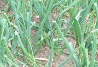 2009 006aaaa.jpg