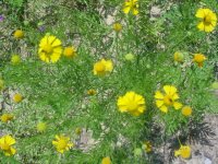MOMS FLOWERS 026.JPG