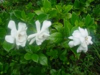 MOMS FLOWERS 011.JPG
