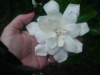 MOMS FLOWERS 012.JPG