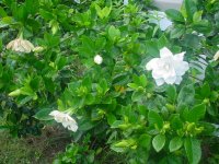 MOMS FLOWERS 014.JPG