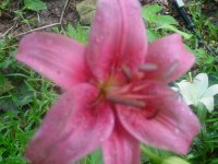 MOMS FLOWERS 003.JPG