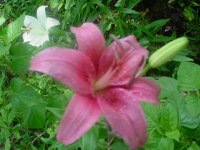 MOMS FLOWERS 004.JPG