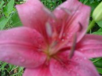 MOMS FLOWERS 005.JPG