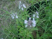MOMS FLOWERS 002.JPG