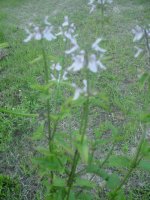 MOMS FLOWERS 003.JPG