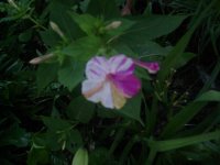 MOMS FLOWERS 009.JPG