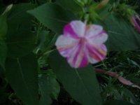 MOMS FLOWERS 010.JPG