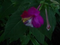 MOMS FLOWERS 011.JPG