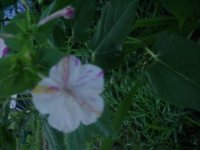 MOMS FLOWERS 012.JPG