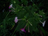 MOMS FLOWERS 013.JPG