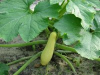 squash.jpg