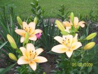 lilies2.jpg