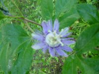 MOMS FLOWERS 027.JPG