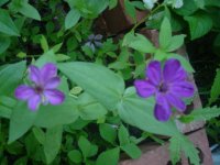 MOMS FLOWERS 017.JPG