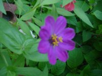 MOMS FLOWERS 018.JPG