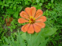 MOMS FLOWERS 037.JPG
