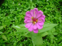 MOMS FLOWERS 038.JPG
