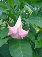MOMS FLOWERS 028.JPG
