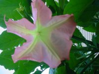 MOMS FLOWERS 029.JPG