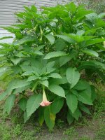 MOMS FLOWERS 035.JPG