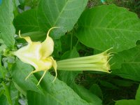 MOMS FLOWERS 044.JPG