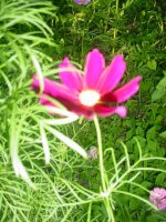 MOMS FLOWERS 014.JPG