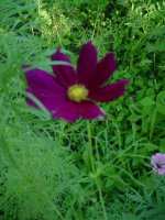 MOMS FLOWERS 016.JPG