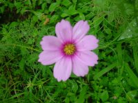 MOMS FLOWERS 039.JPG