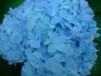 MOMS FLOWERS 009.JPG