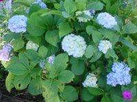 MOMS FLOWERS 012.JPG