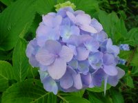 MOMS FLOWERS 041.JPG