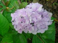 MOMS FLOWERS 043.JPG