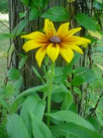 MOMS FLOWERS 021.JPG