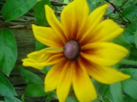 MOMS FLOWERS 022.JPG