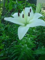 MOMS FLOWERS 023.JPG