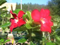 DSCN5296.jpg