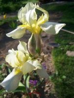 tn_Gram's Yellow Iris.jpg