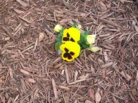 pansy.jpg