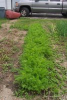 June2009 010.jpg