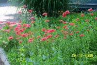 Poppies 1.jpg