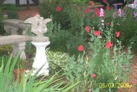 Poppies 3.jpg